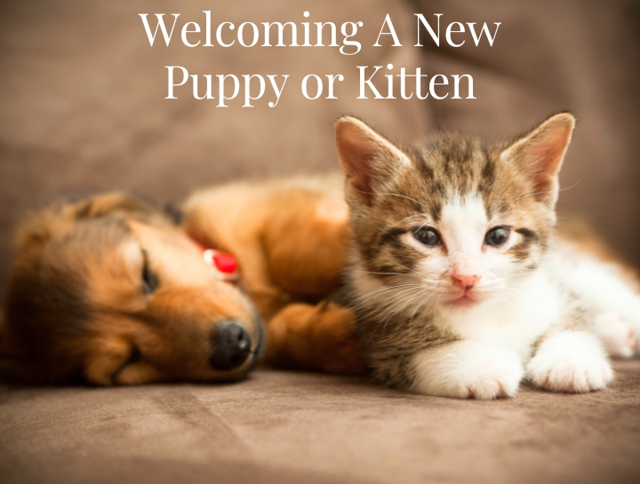 Welcoming A New Puppy or Kitten